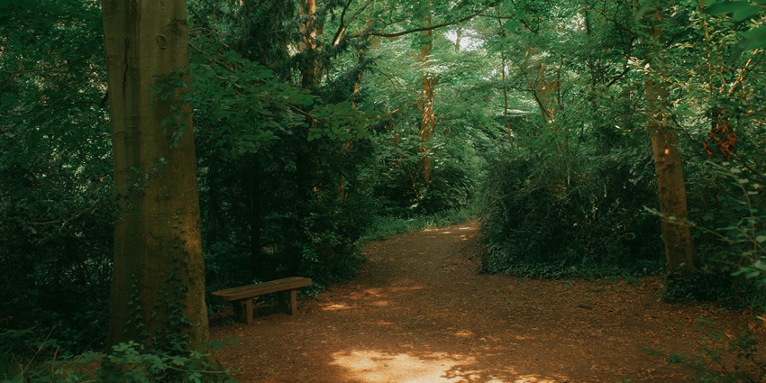 Trekking at Timber Trail is one of the things to do in Chandigarh for adventure lovers.