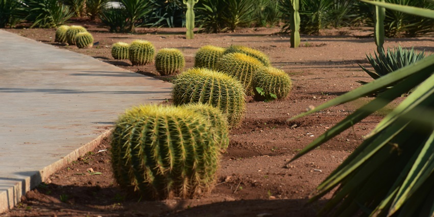 Diverse and rare cacti species in the lush Cactus Garden - one of the things to do in Ratlam.
