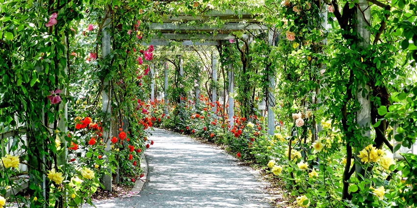 A breathtaking view of a park with beautiful features like this flower-filled passageway.