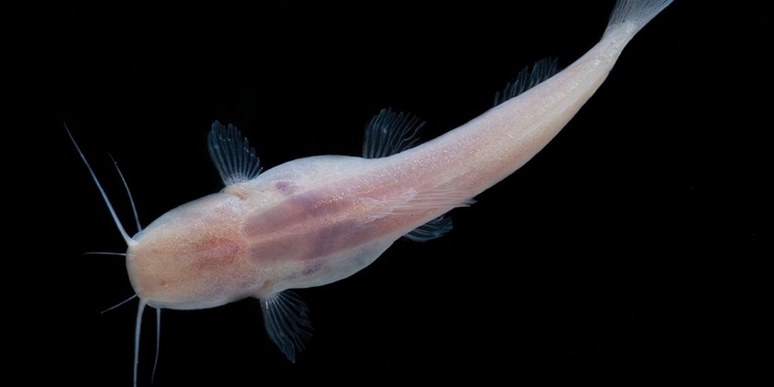 A catfish with a white outer covering has adapted to live in the absence of light.
