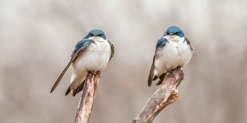 Birdwatchers exploring Kharmour Sanctuary, home to the Lesser Florican and migratory birds