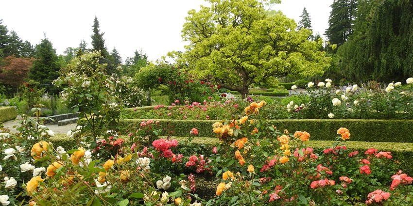 Exploring the Nehru Rose Garden is one of the exciting things to do in Ludhiana.
