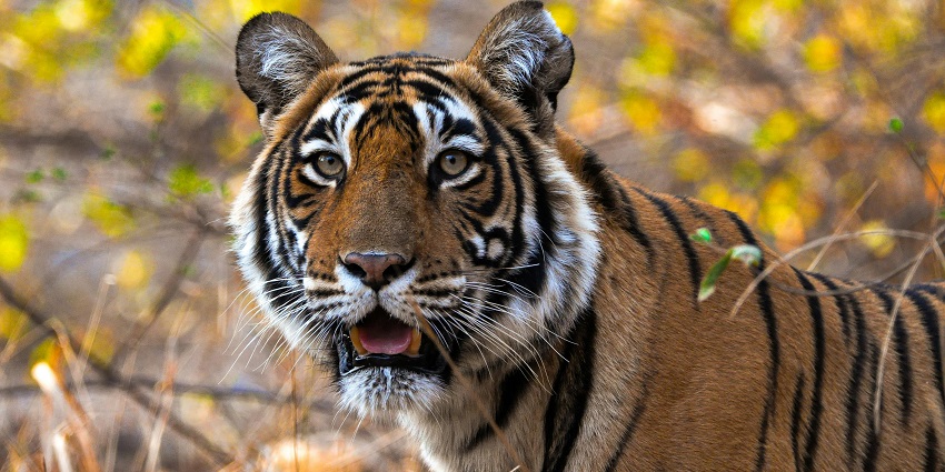 Witness wildlife at Ranthambore National Park and feel close to nature.