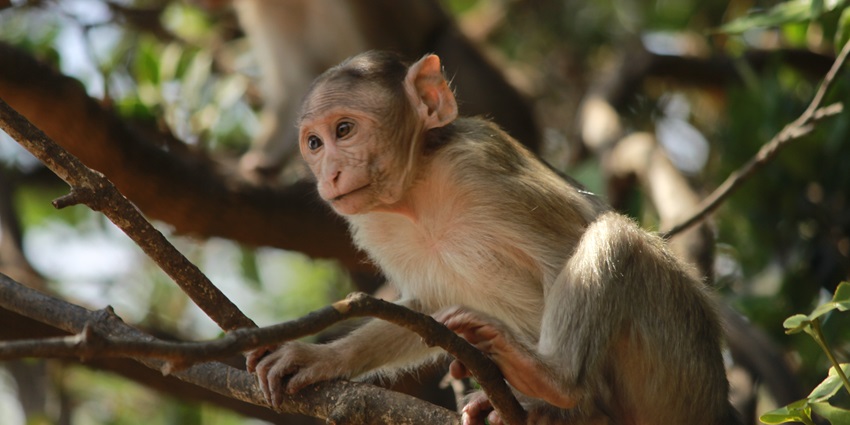 Exploring the Bhimashankar Wildlife Sanctuary can be a great experience for nature lovers.