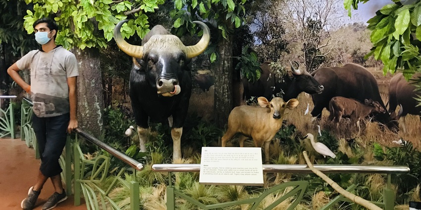 Explore the natural history and wildlife at the popular the Bison Lodge Museum in Pachmarhi.