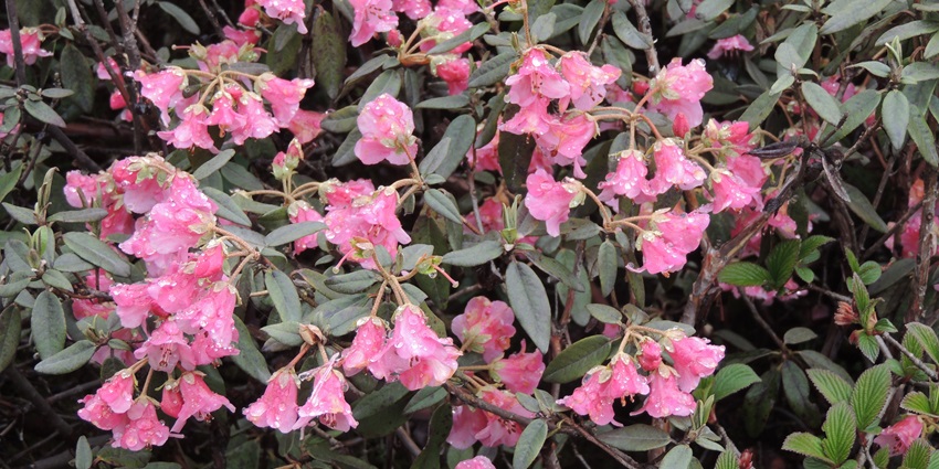 A picture of the beautiful Rhododendron glaucophyllum found in abundance in the Yumthang Valley