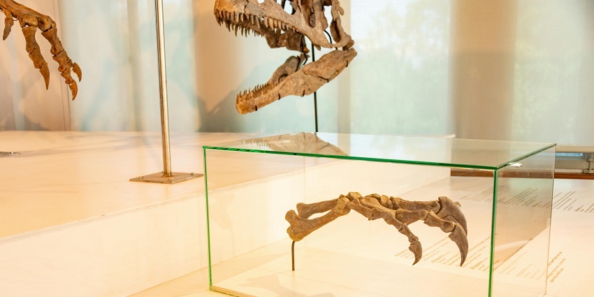 Explore the fossilised dinosaur eggs and bones inside the park in Balasinor Dinosaur museum.