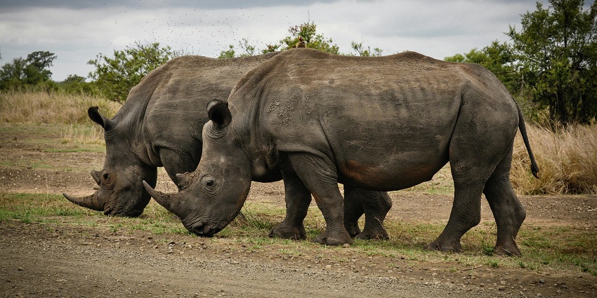Visiting the Kanha National Park is among the best things to do in Madhya Pradesh.