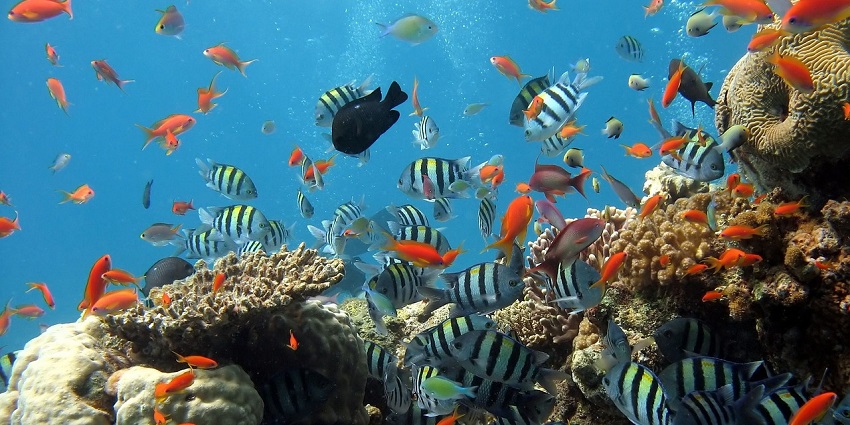 Glass Bottom Boat ride is one of the most fun activities for every traveller to try.