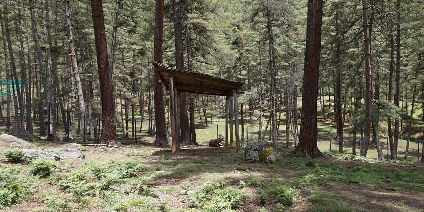 Royal Takin Preserve in Bhutan, home to the unique national animal and spot to indulge in activities