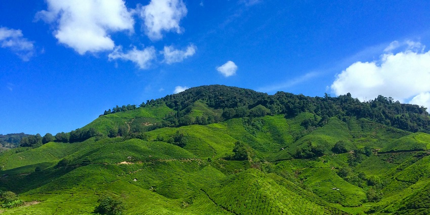 Lush green hills and palm trees under a bright sky in a scenic Kerala landscape.