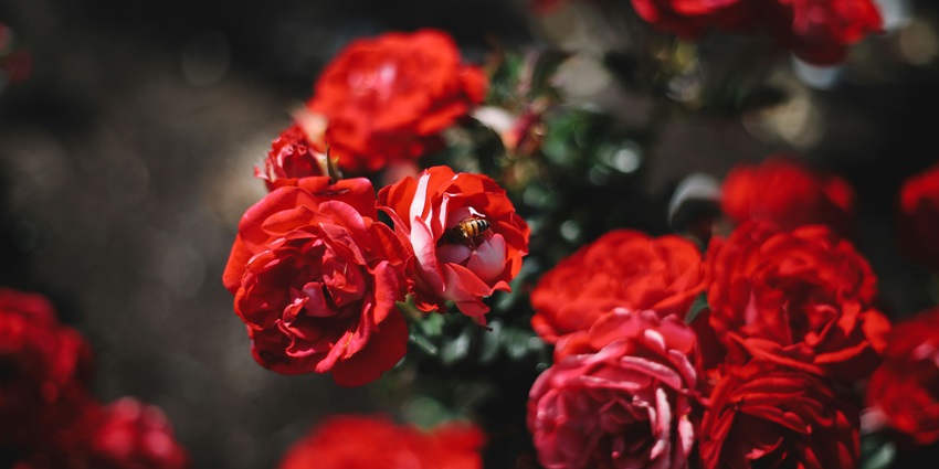 Nature lovers and photographers can explore the tranquil Rose Garden.