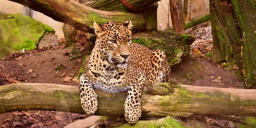 View the varieties of animals here like leopards and tigers while exploring this zoo