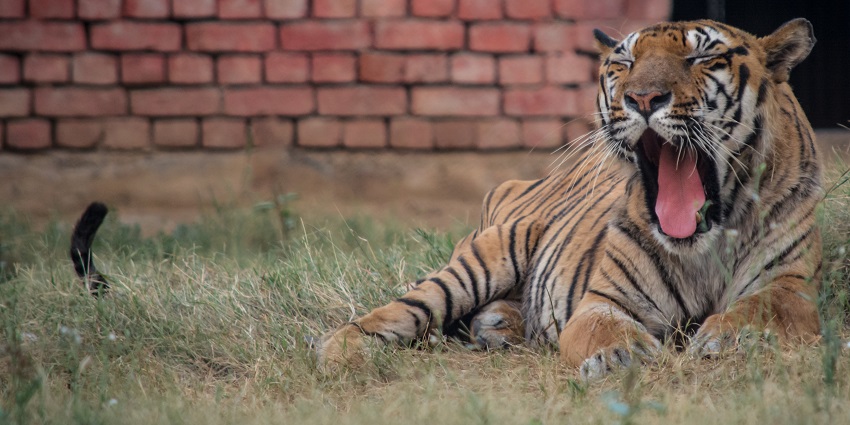 Witnessing a tiger at Rohtak Zoo, one of the famous things to do in Rohtak.
