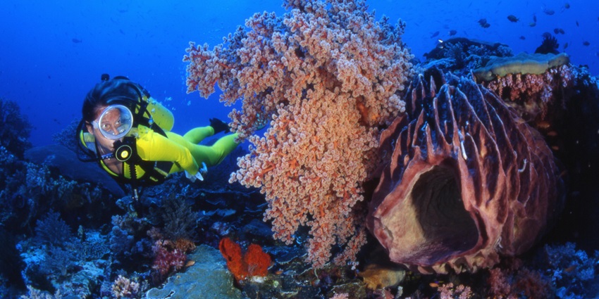 A mesmerising view of women wearing a green swim suit looking at colourful coral reefs.