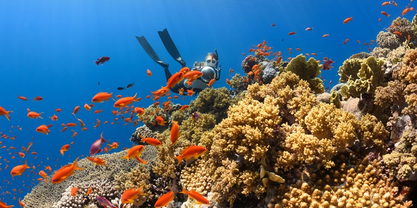 A mesmerising view of a school of orange fish swimming underwater with a scuba diver.