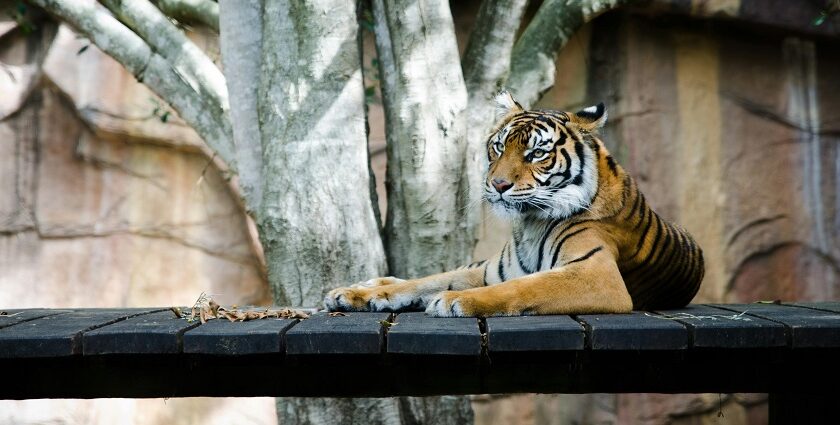 A close-up of a baby tiger hiding among tall grass at one of the zoos in Rajasthan.