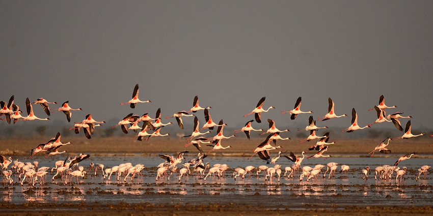 Snapshot of a flock of Lesser Flamingos in Little Rann of Kutch, Gujarat in India