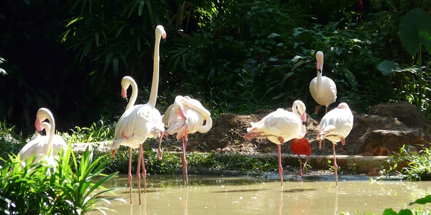 Singapore Zoo is home to over 2,800 animals, some of which are rare and endangered.