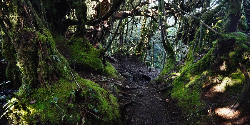 Image of dense moss-covered trees in the misty Mossy Forest, Cameron Highlands.