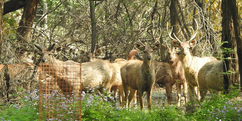 Explore jungle safari Ranthambore with eco-friendly Forest Department Safari.