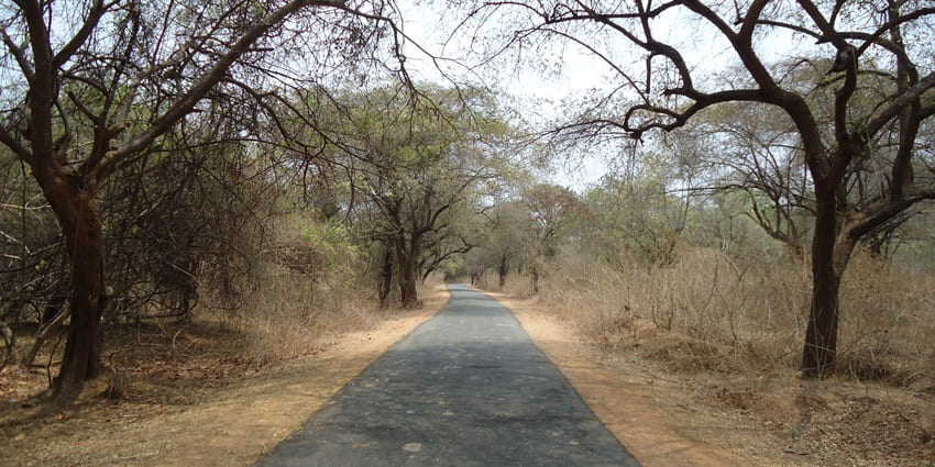 A picture of a road passing through a majestic forest, which is one of the best places to visit in Lambasingi
