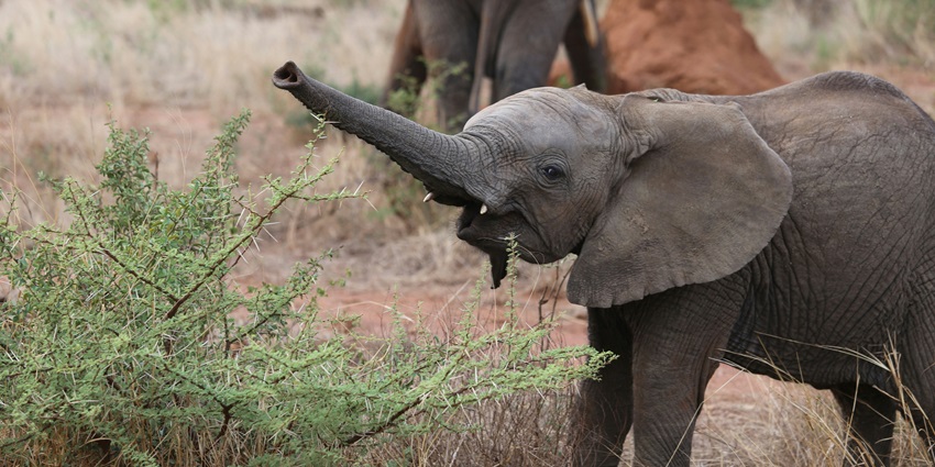 Forest Safari at the Anshi National Park is one of the best experiences to have.