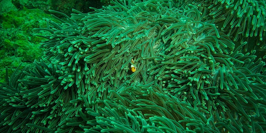A stunning view of a yellow fish hiding in lush green coral reefs under clear waters.