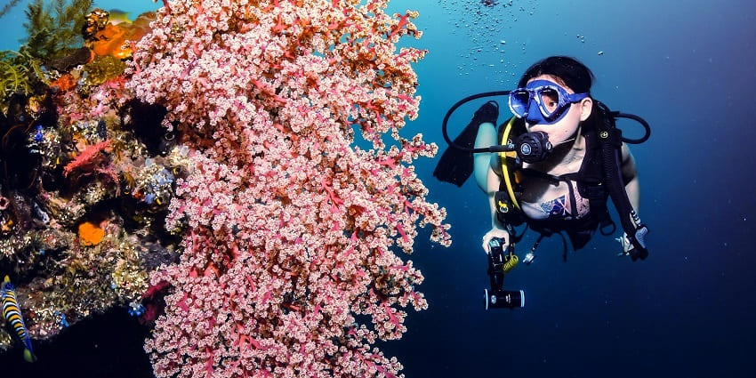 Witness a wide variety of aquatic life while scuba diving at Fuvahmulah Atoll, Maldives.