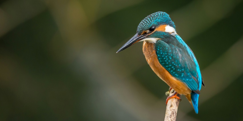 A bird spotted at the famous Gajner Wildlife Sanctuary, a tourist attraction in Rajasthan.