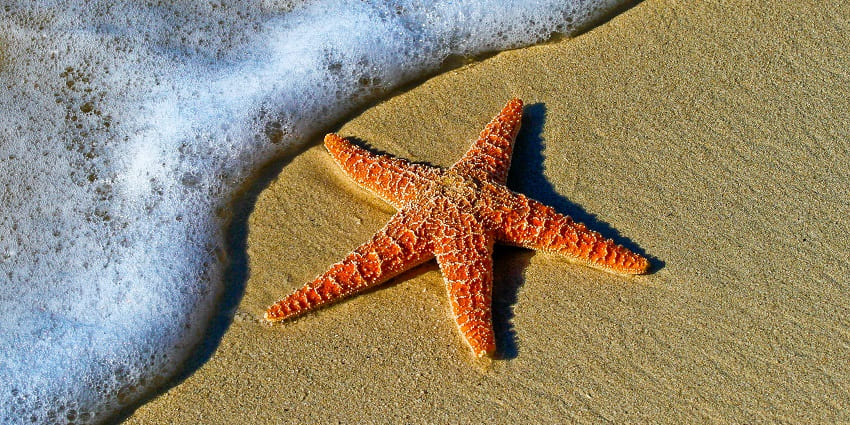 A glimpse of a coral coloured starfish spotted at the pristine sands of Galjeem.