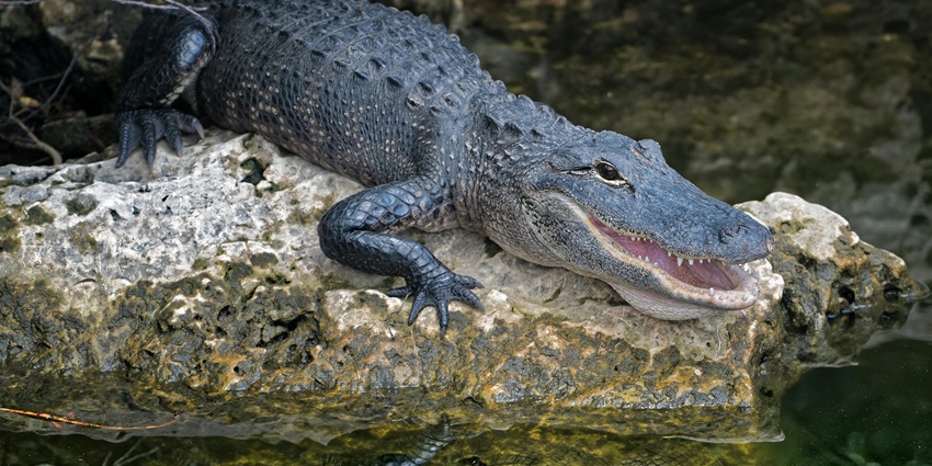 A crocodile at Galta Forest Reserve, one of the popular wildlife sanctuaries in Jaipur.