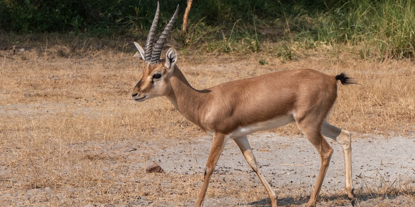 A Chinkara, or Indian gazelle, standing alert in the dry grasslands of Gandhi Sagar Wildlife Sanctuary.