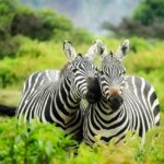 A picture depicting zebras at the Gangau Wildlife Sanctuary.