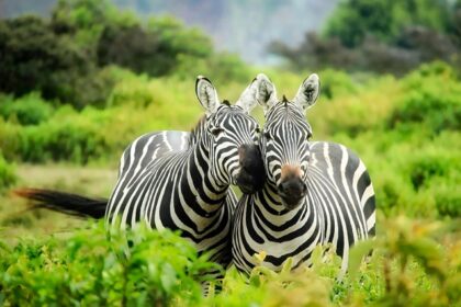 A picture depicting zebras at the Gangau Wildlife Sanctuary.