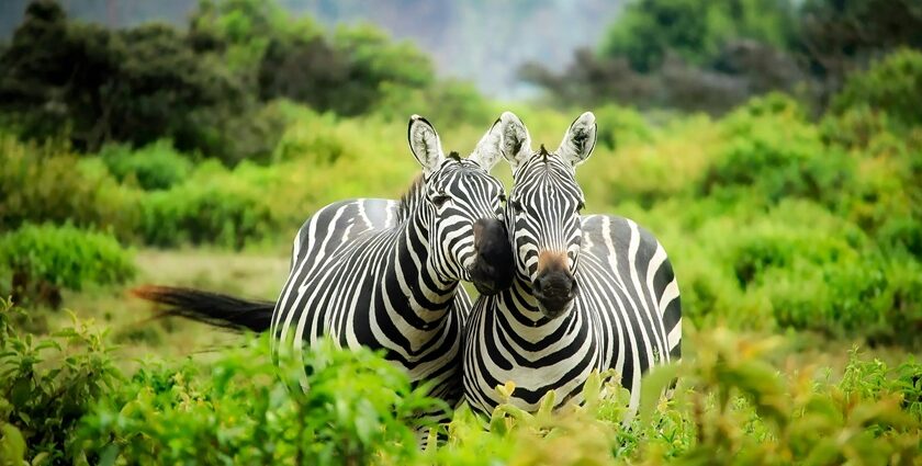 A picture depicting zebras at the Gangau Wildlife Sanctuary.