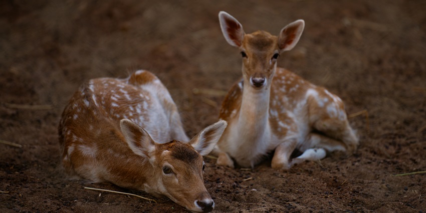 The deer in their natural habitat, living free at this wildlife sanctuary.
