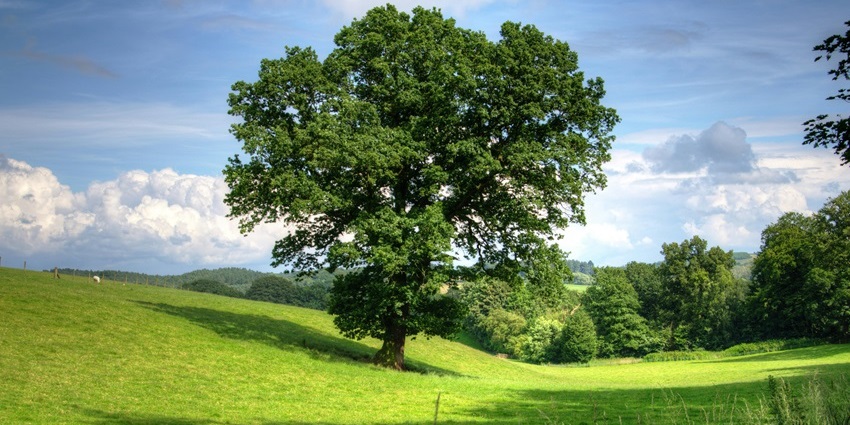 Image of Green Tree on Grass Field during Daytime - go for a small trek to Ganji Pahari Pathankot Road
