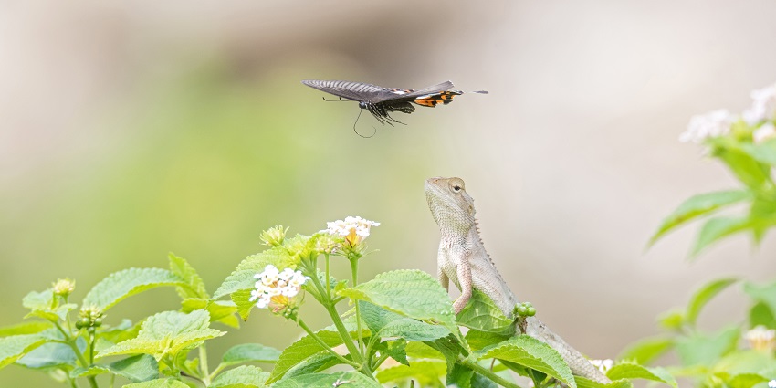 Garden lizard, representing the diverse fauna found in wildlife sanctuaries in Nepal.