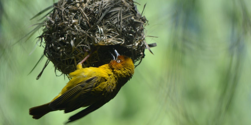 One of the places to visit near Mehndipur Balaji is Gatolav Bird Habitat, ideal for nature photography.