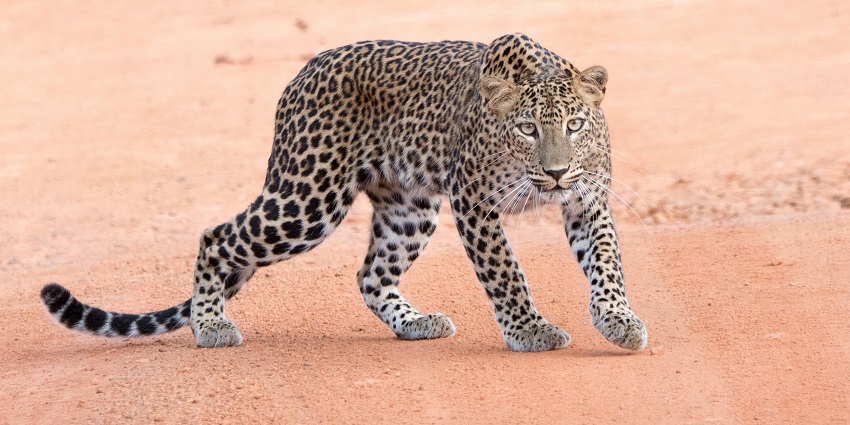 Gautam Buddha Wildlife Sanctuary is located at the border of Bihar and Jharkhand.