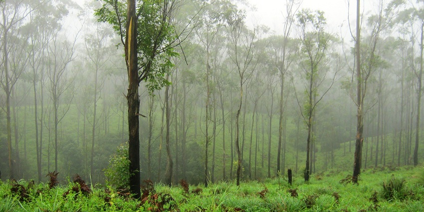 A misty forest in Gavi, showcasing tall trees shrouded in fog and greenery.