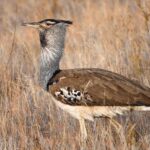 A kori bustard bird, often sighted at Ghatigaon Wildlife Sanctuary