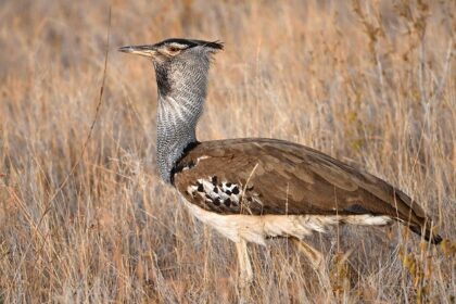 A kori bustard bird, often sighted at Ghatigaon Wildlife Sanctuary