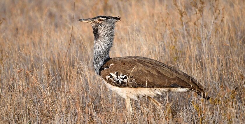 A kori bustard bird, often sighted at Ghatigaon Wildlife Sanctuary