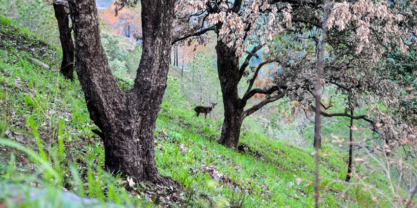 Gilbert Trail is a nature walk with vantage points that offer panoramic views