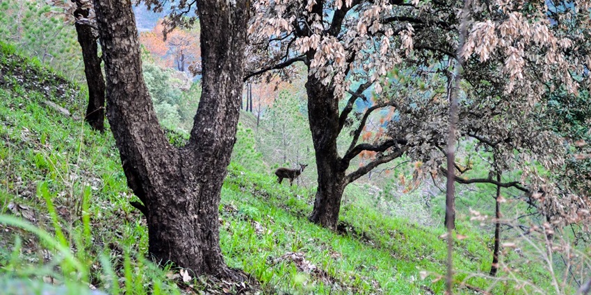 Visit Gilbert Trail while trekking in Kasauli with a scenic path for nature exploration.