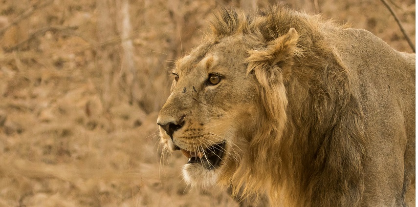 Gir National Park is one of the best places to experience jungle safari in Gujarat.