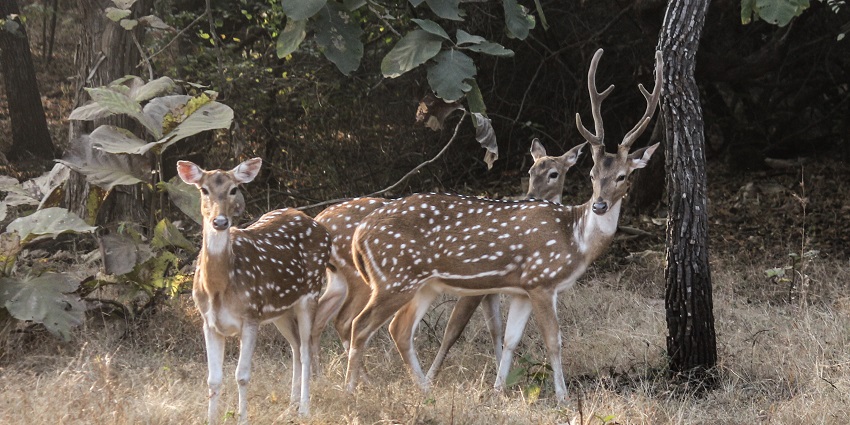A picture of a group of Indian Chaital in a zoo