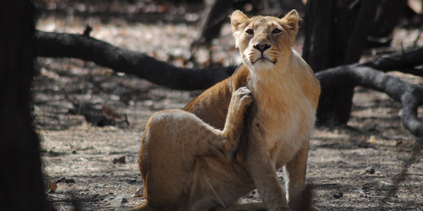 A picture of a lioness resting around bushes at the Gir National Park in Gujarat